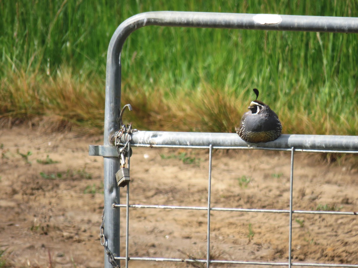 California Quail - Hendrik Herlyn