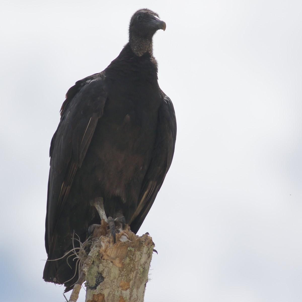 Black Vulture - Richard Stanton