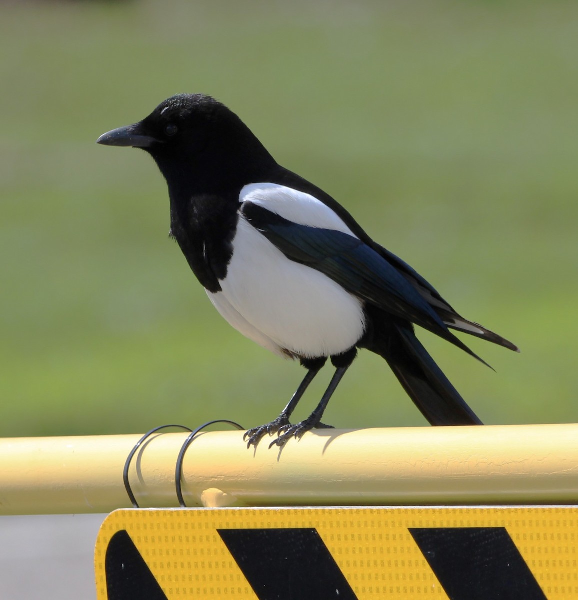 Black-billed Magpie - NE Ohio Duck Tracker - JUDY   ( ')>