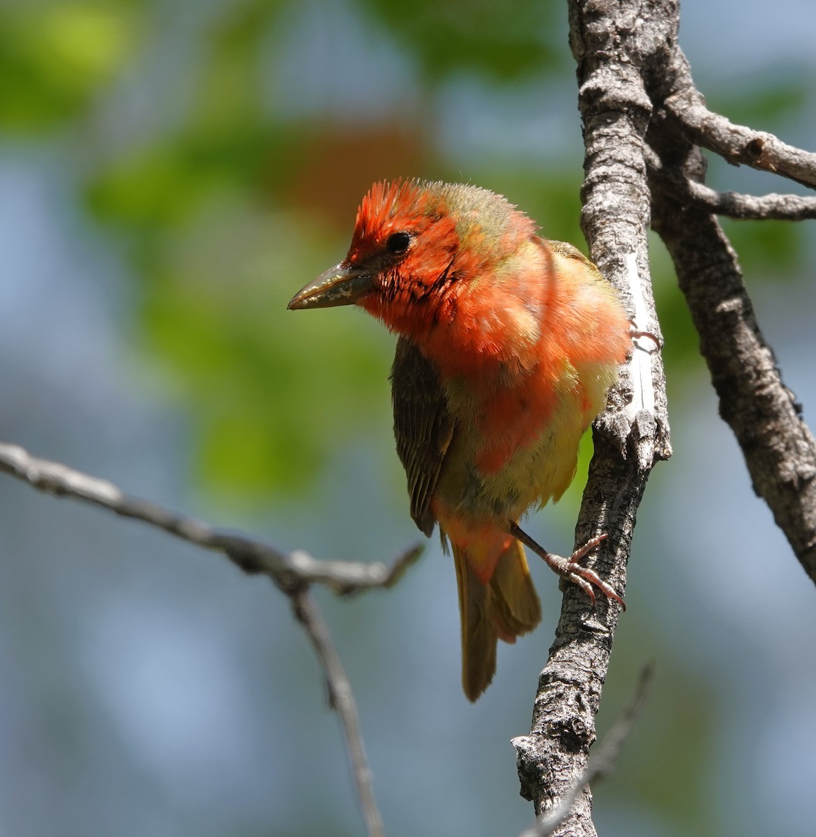 Summer Tanager - Rene Laubach