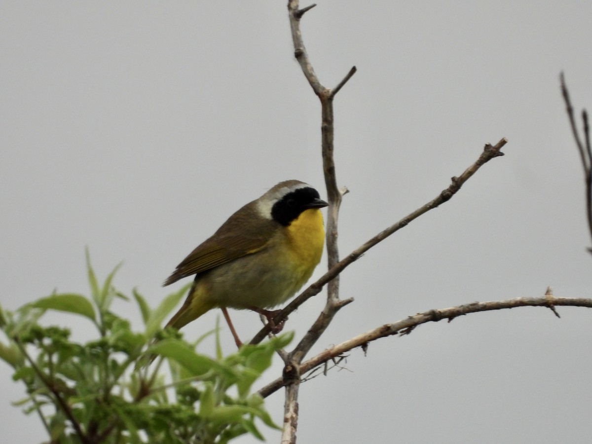 Common Yellowthroat - Monica Rose