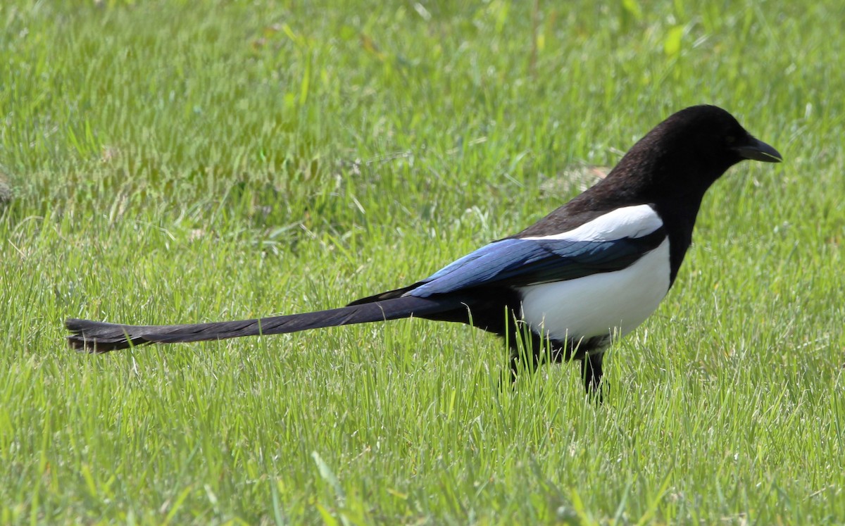 Black-billed Magpie - NE Ohio Duck Tracker - JUDY   ( ')>