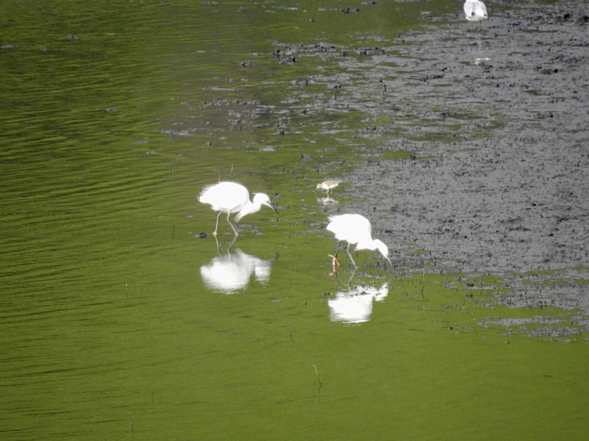 Little Egret (Western) - Stephen Bailey