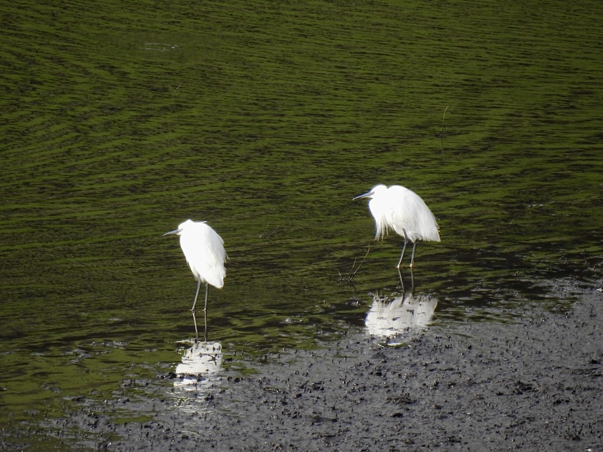 Little Egret (Western) - Stephen Bailey