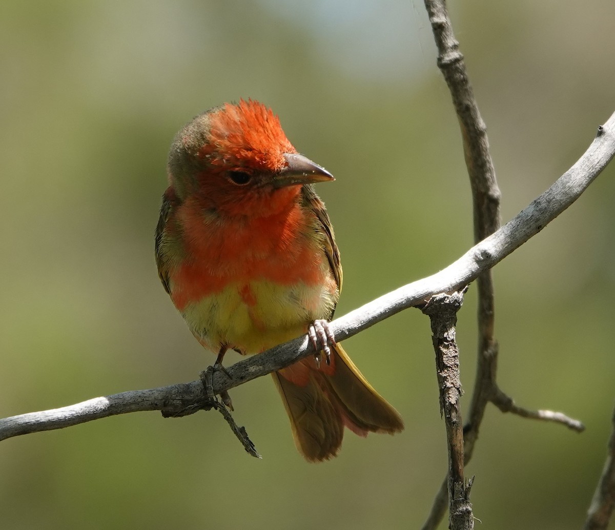 Summer Tanager - Rene Laubach