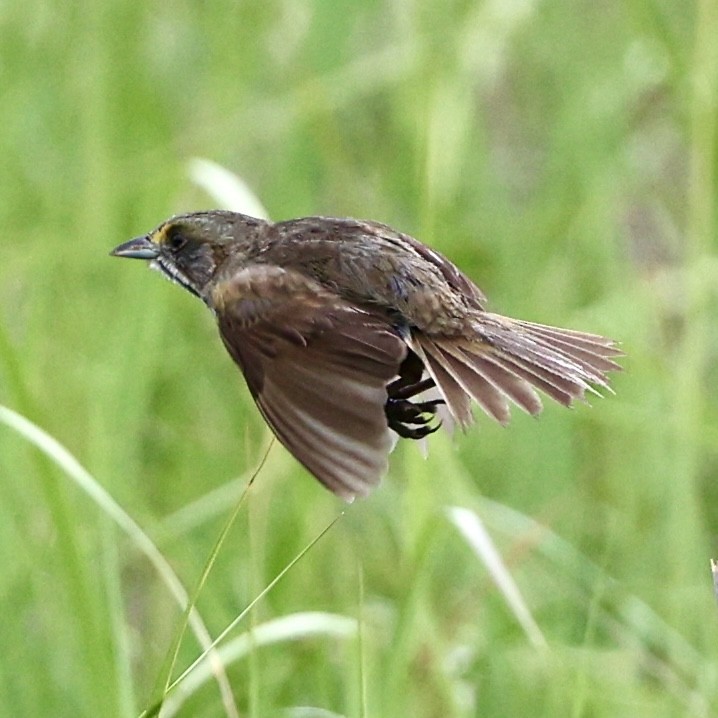 Seaside Sparrow - Gino Ellison