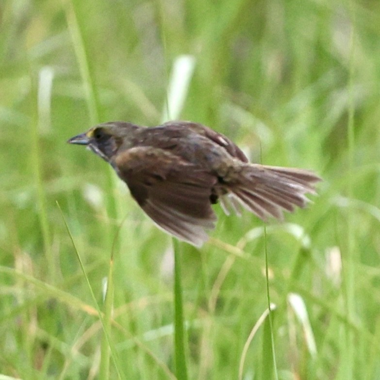 Seaside Sparrow - Gino Ellison