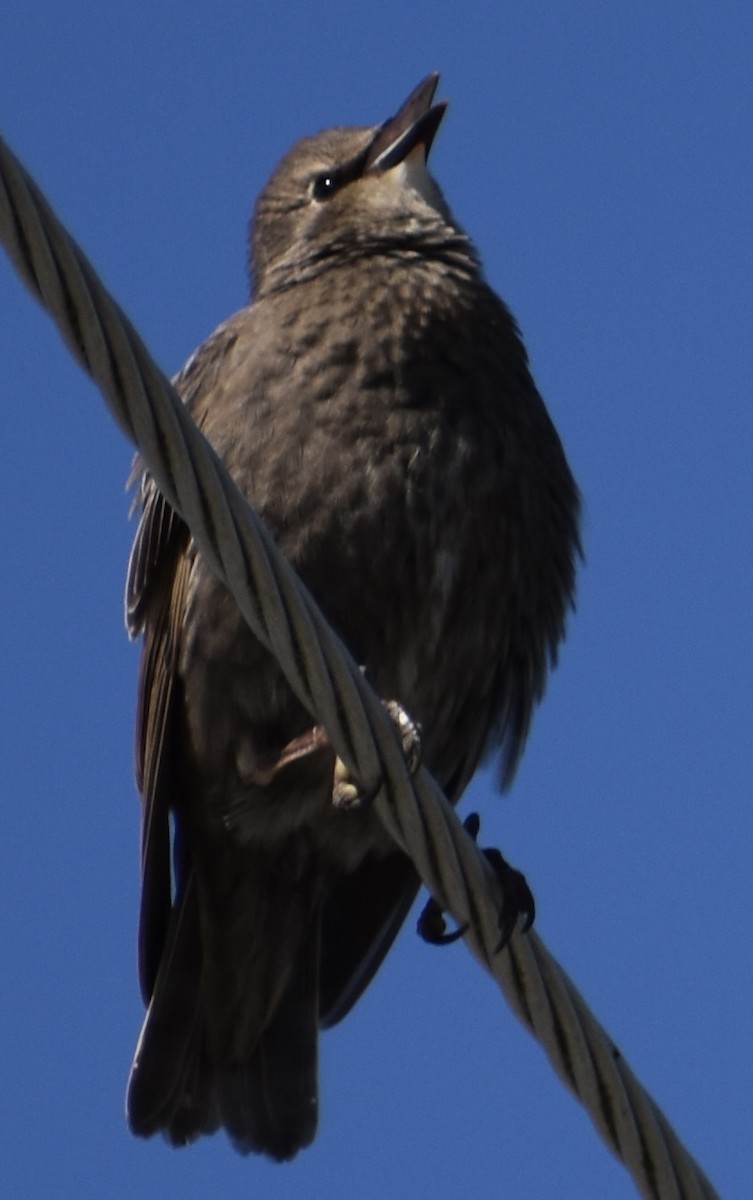 European Starling - Dale Morrow