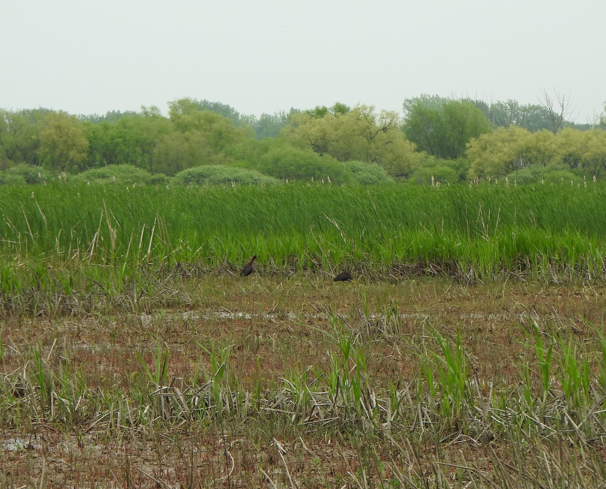 Glossy Ibis - ML619408172