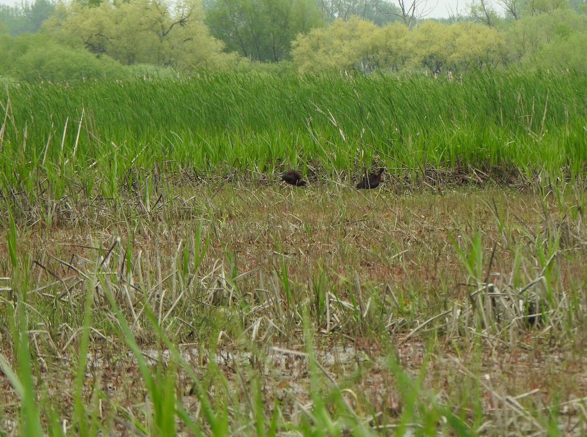 Glossy Ibis - ML619408174