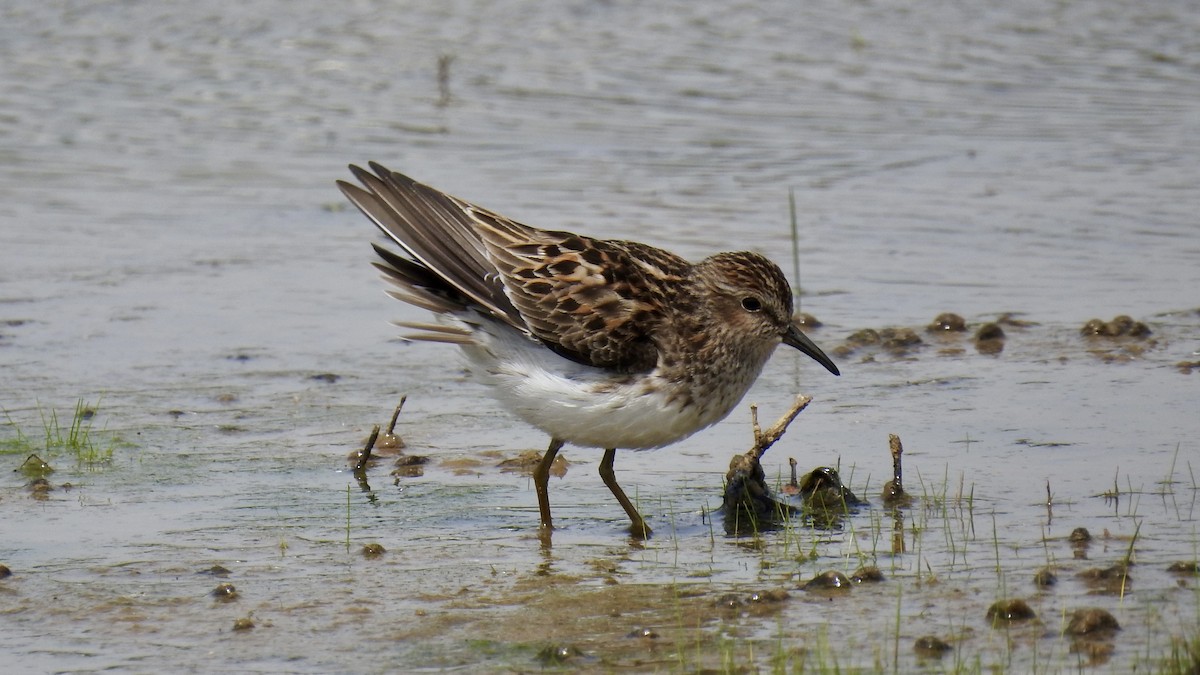 Least Sandpiper - Keith Eric Costley