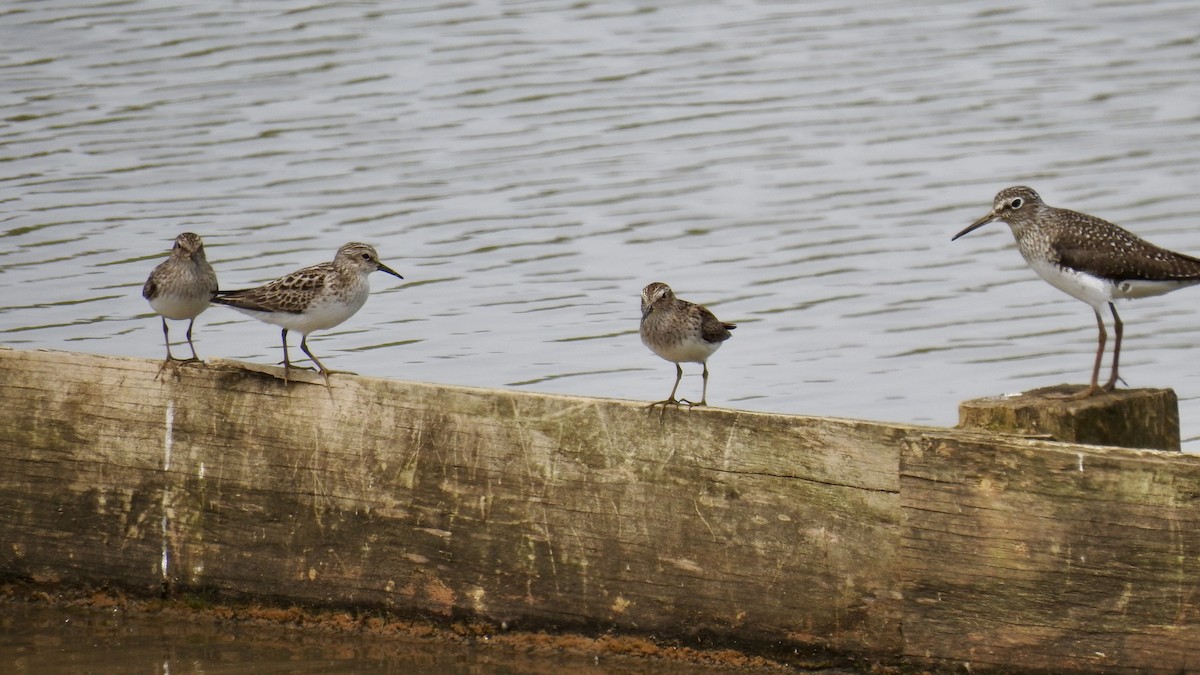 Least Sandpiper - Keith Eric Costley