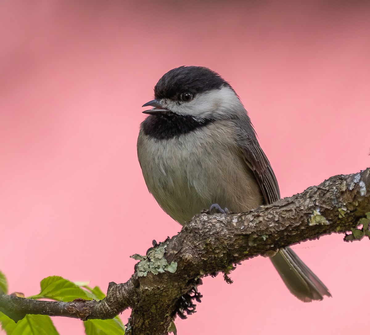 Carolina Chickadee - Paul  Bueren