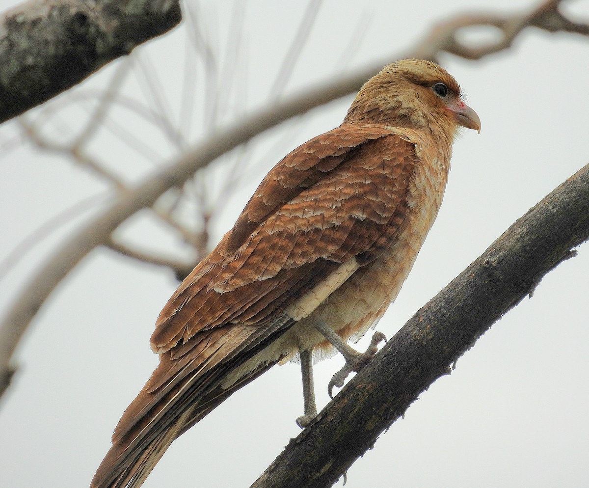 Chimango Caracara - Cecilia Gosso