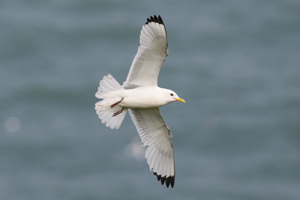 Black-legged Kittiwake - Alan Wilkinson