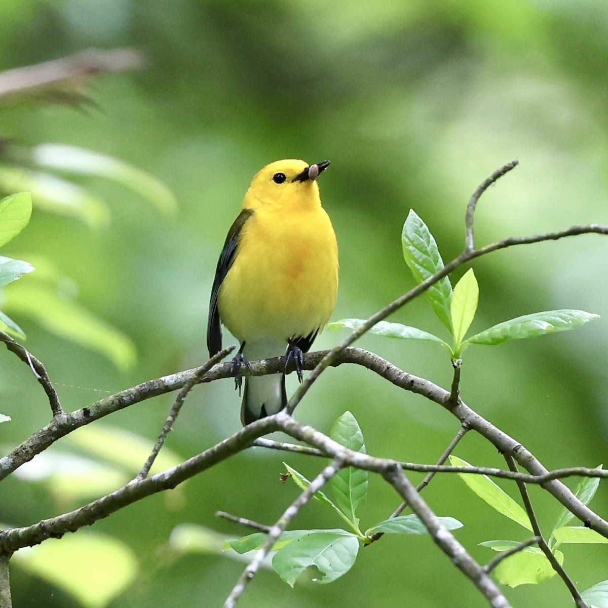 Prothonotary Warbler - Gino Ellison