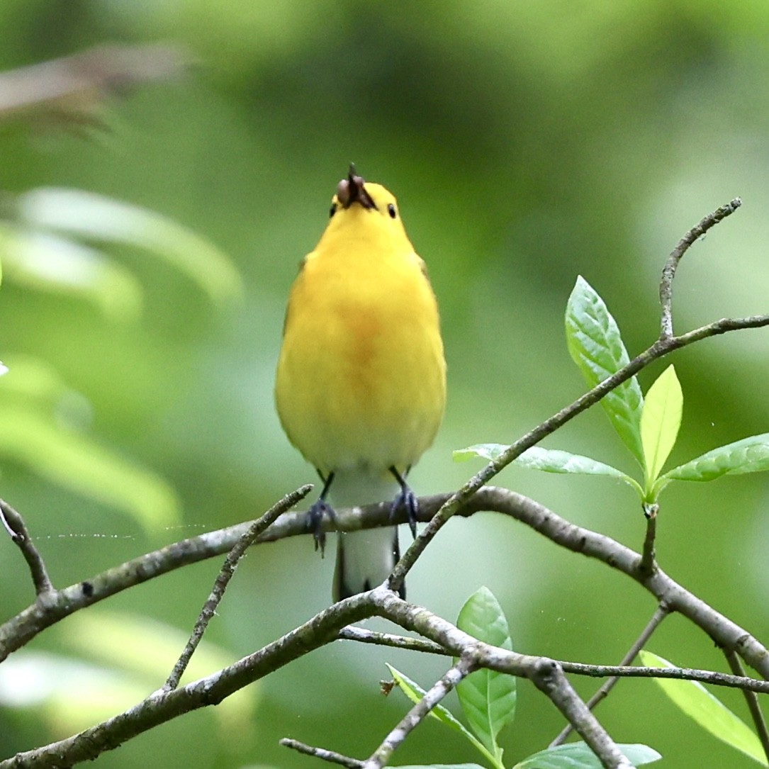 Prothonotary Warbler - Gino Ellison