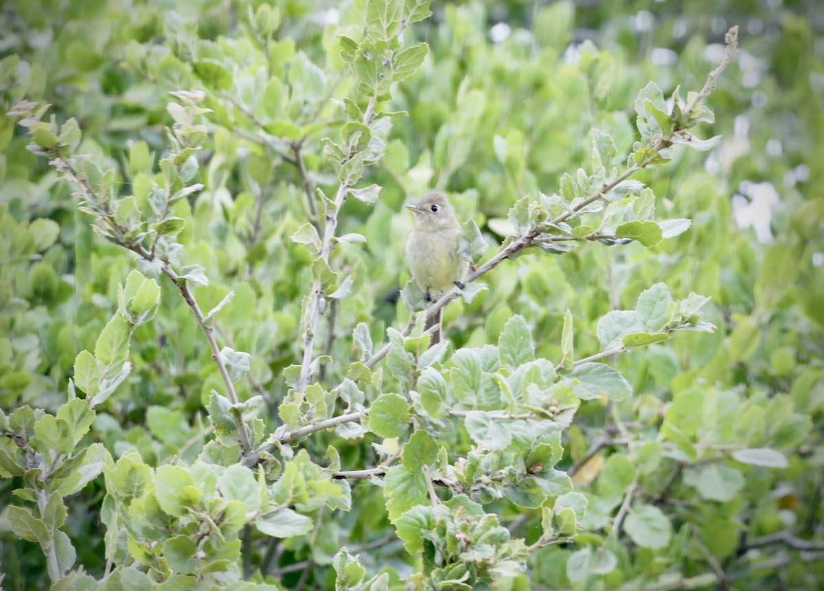 Western Flycatcher (Pacific-slope) - Rick Fournier