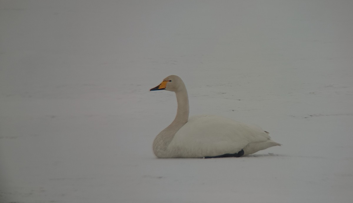 Whooper Swan - Juan Carlos Albero