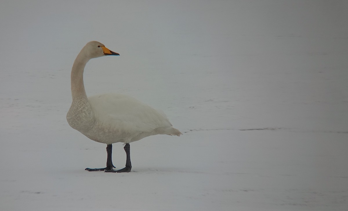 Whooper Swan - Juan Carlos Albero