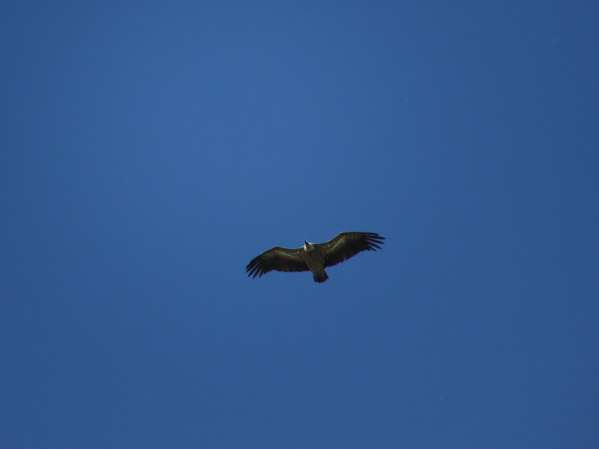 Eurasian Griffon - Samuel de la Calle San José