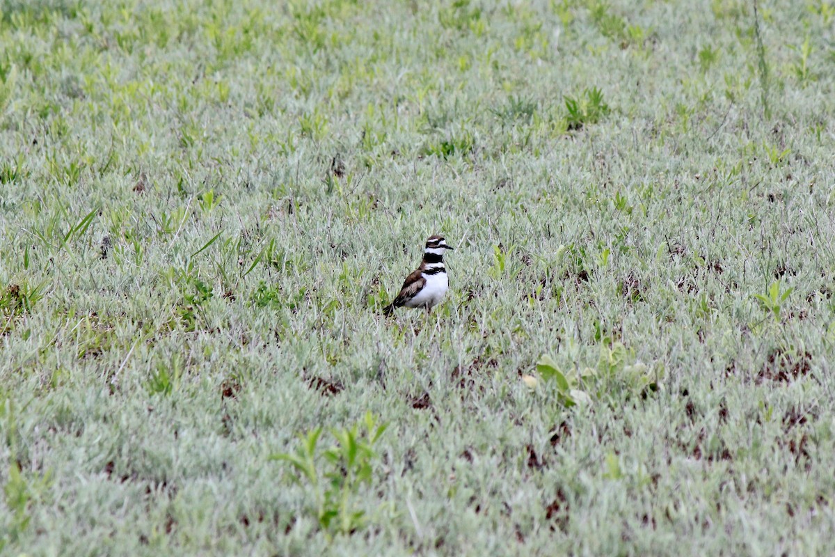 Killdeer - Scott Wieman