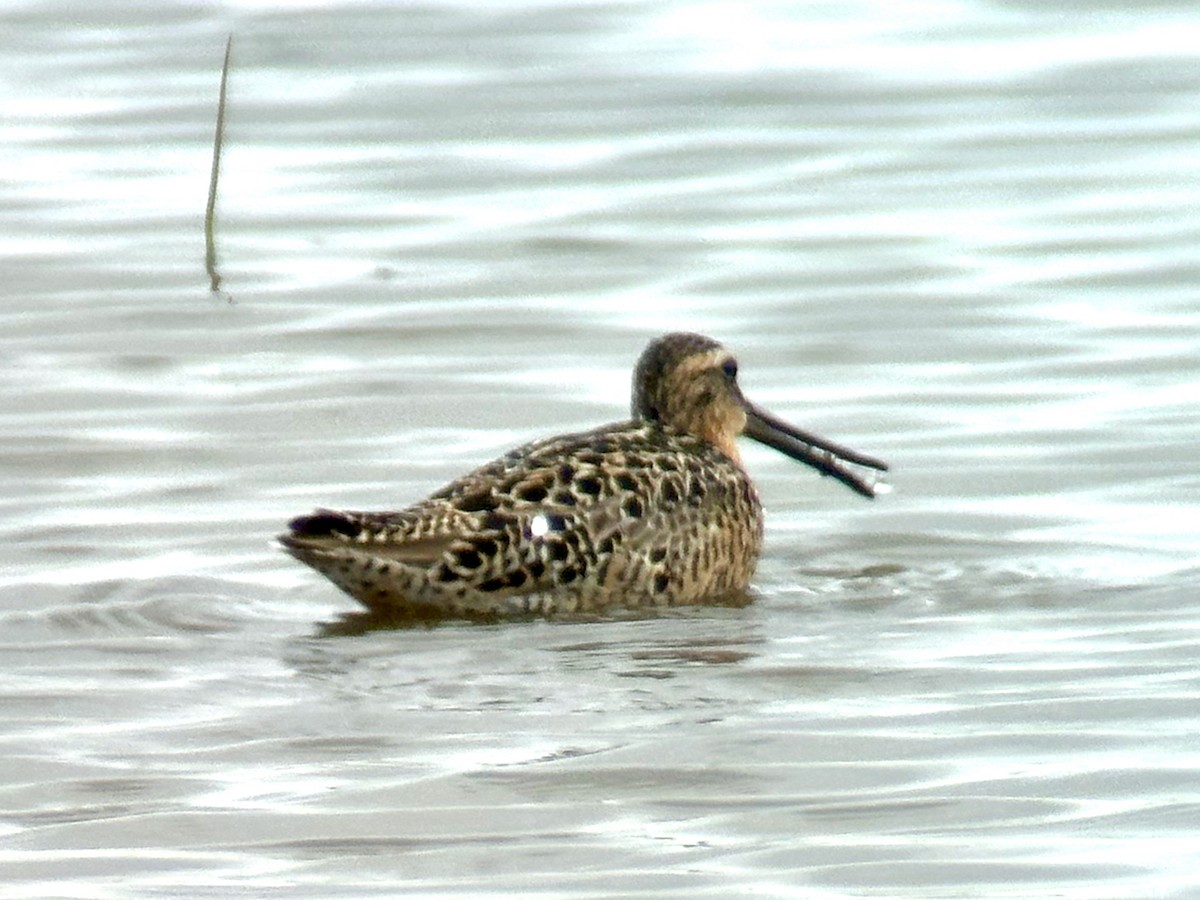 Long-billed Dowitcher - Louis Bevier