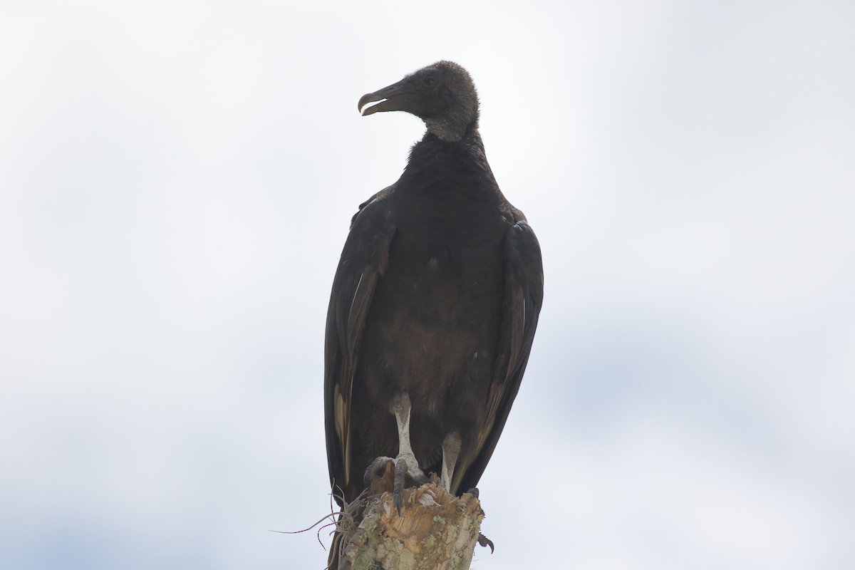 Black Vulture - Richard Stanton