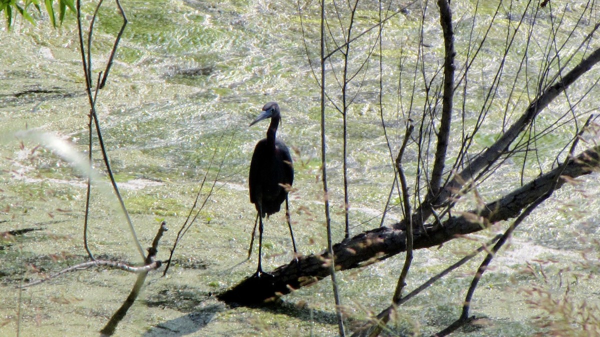 Little Blue Heron - Sheila Sawyer