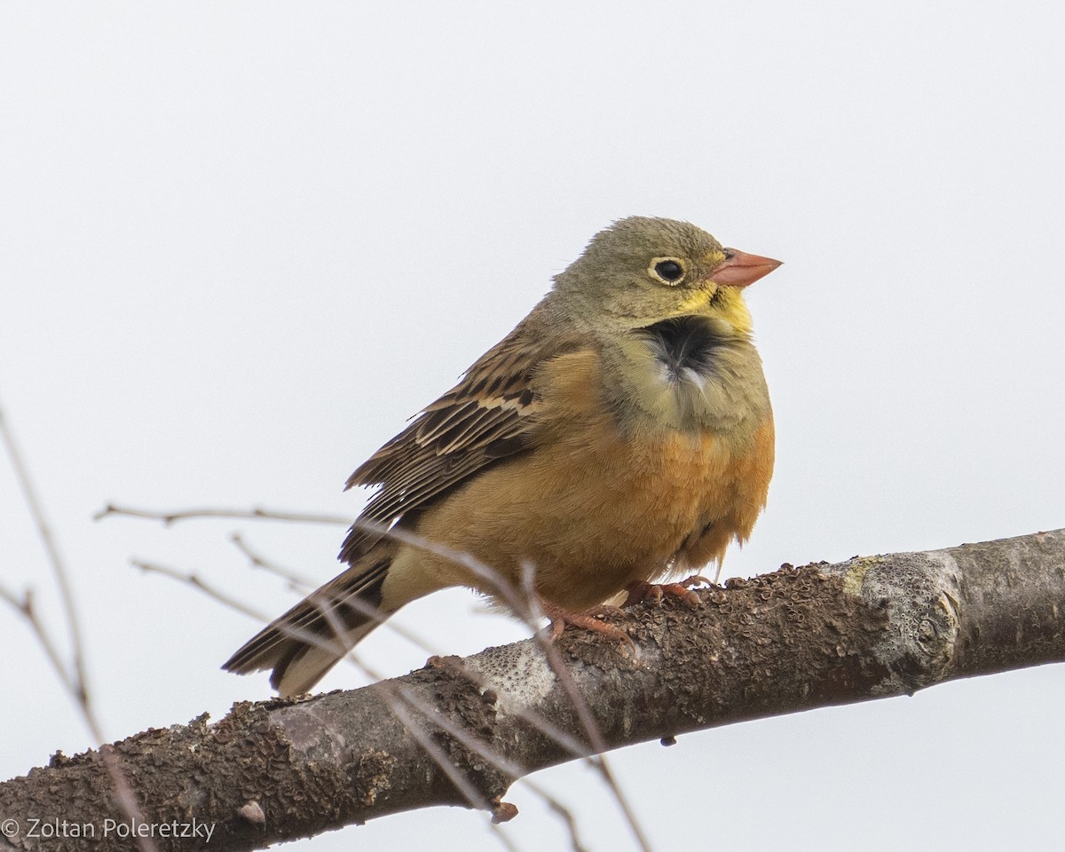 Ortolan Bunting - Zoltan Poleretzky