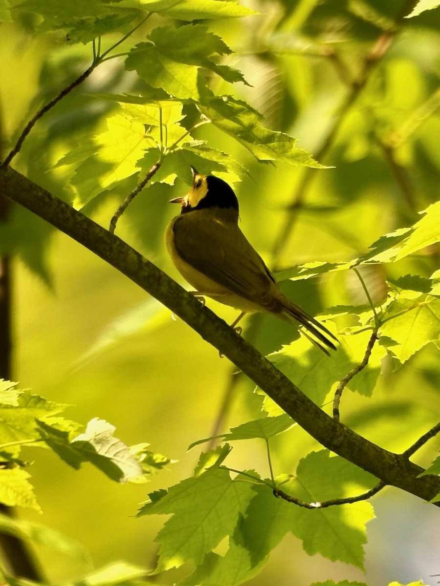 Hooded Warbler - Jeff Bouton