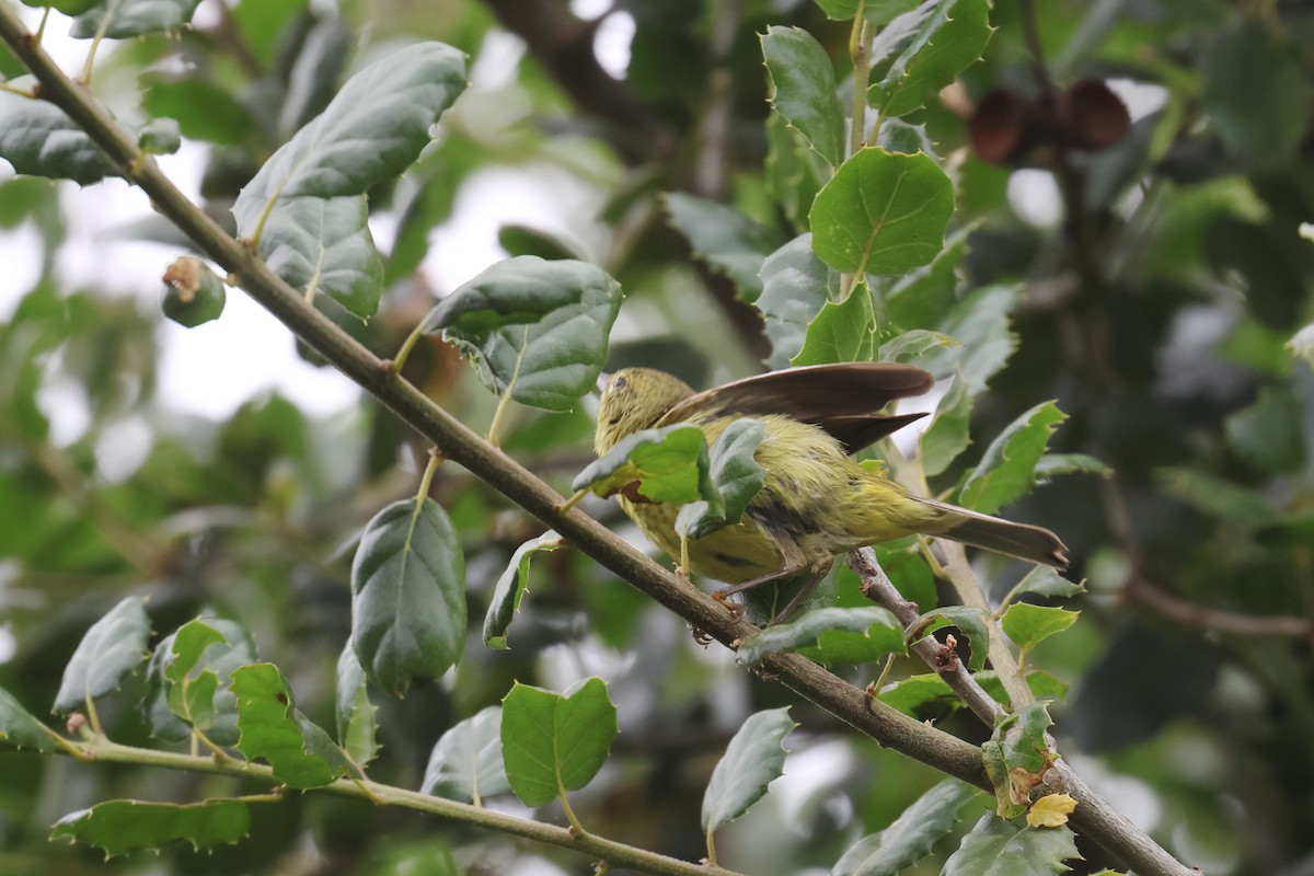 Orange-crowned Warbler - Tom Fangrow