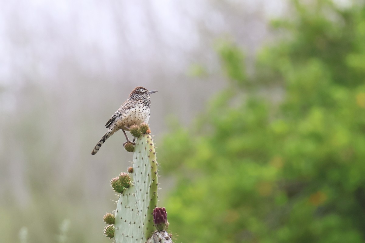 Cactus Wren - Tom Fangrow