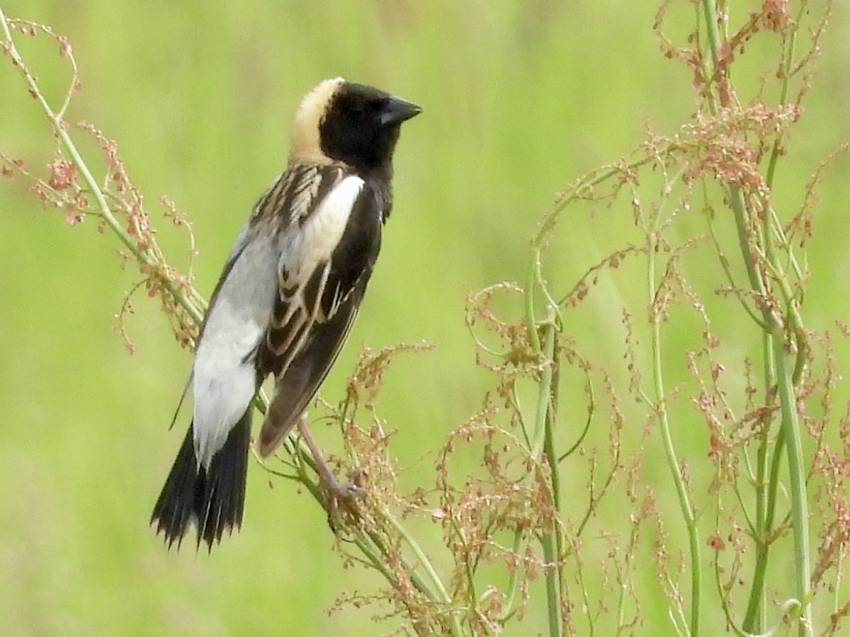 Bobolink - Stella Miller