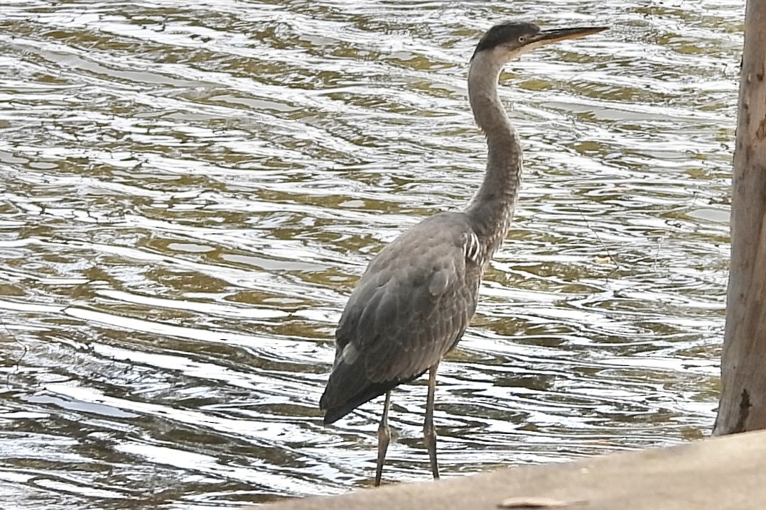 Great Blue Heron - Ann Potenzone