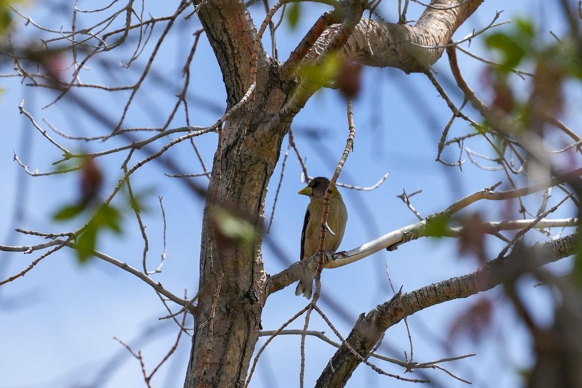 Evening Grosbeak - Patty Griffith