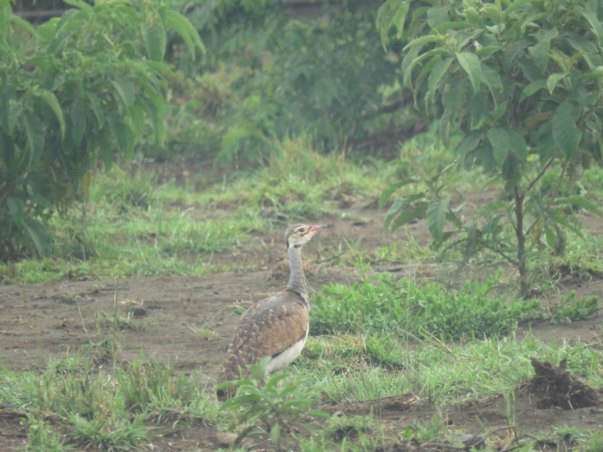 White-bellied Bustard - ML619408333