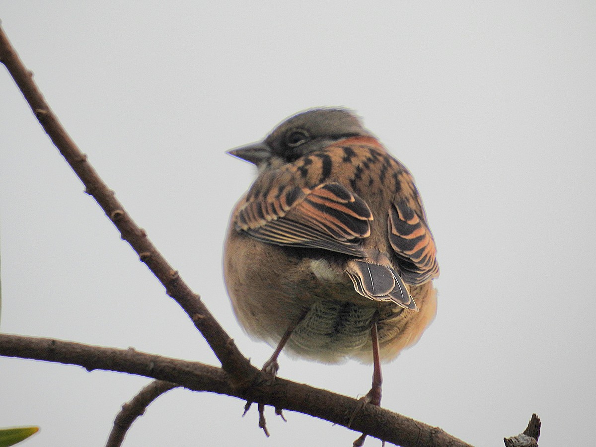 Rufous-collared Sparrow - Cecilia Gosso