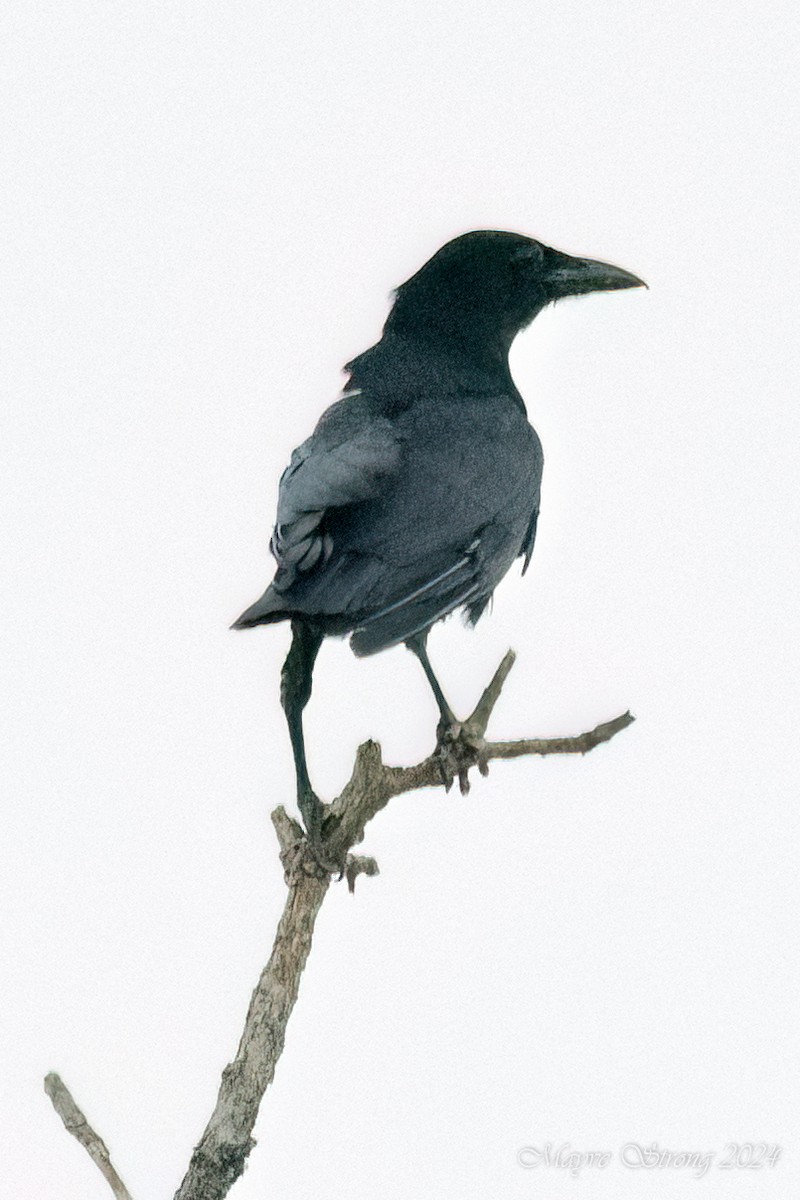 American Crow - Mayve Strong