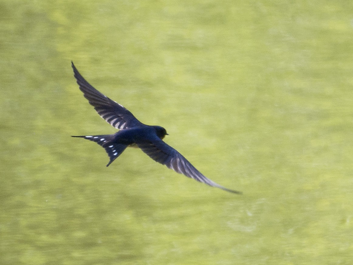 Barn Swallow - T C