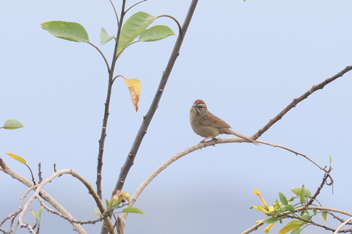 Rufous-crowned Sparrow - Tom Fangrow