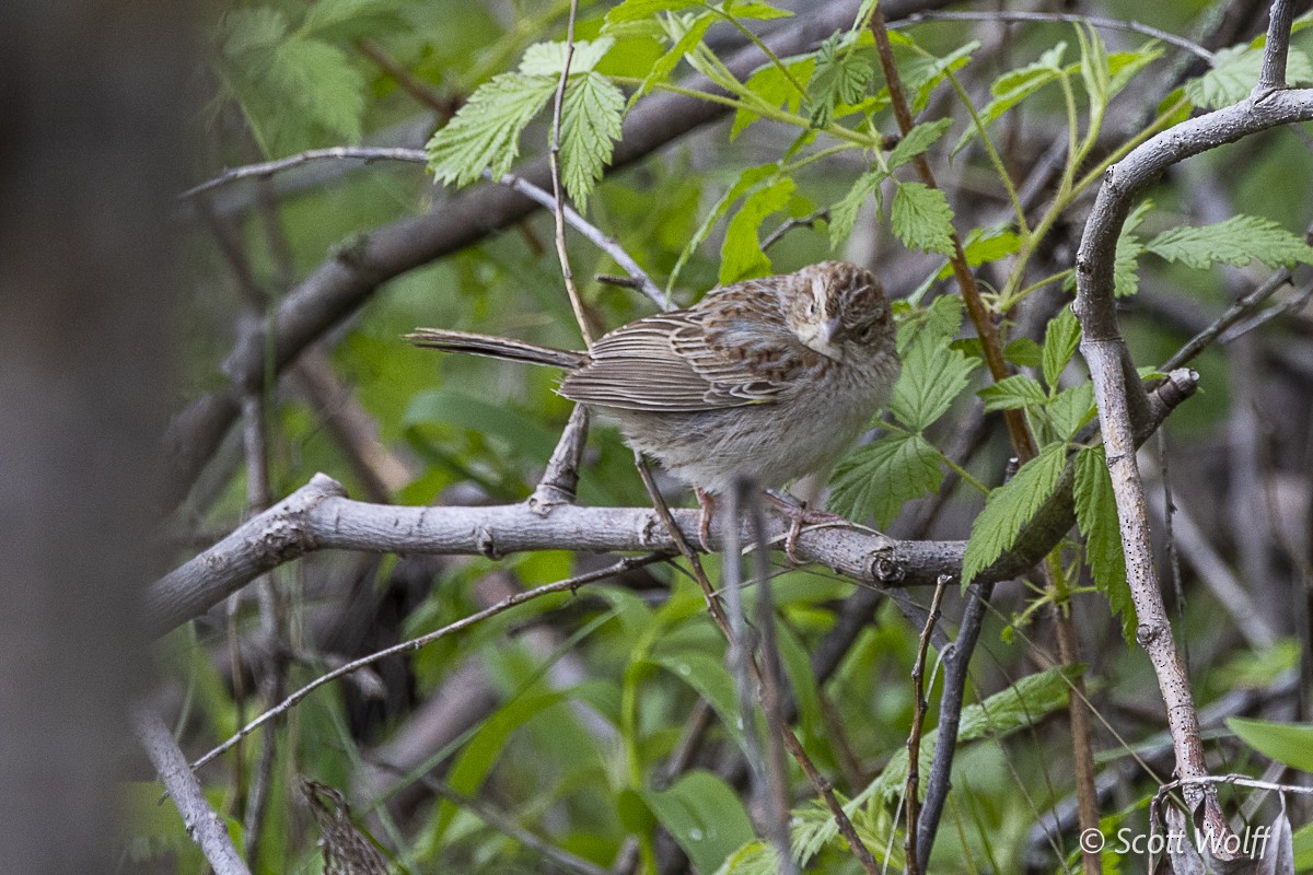 Cassin's Sparrow - Scott Wolff