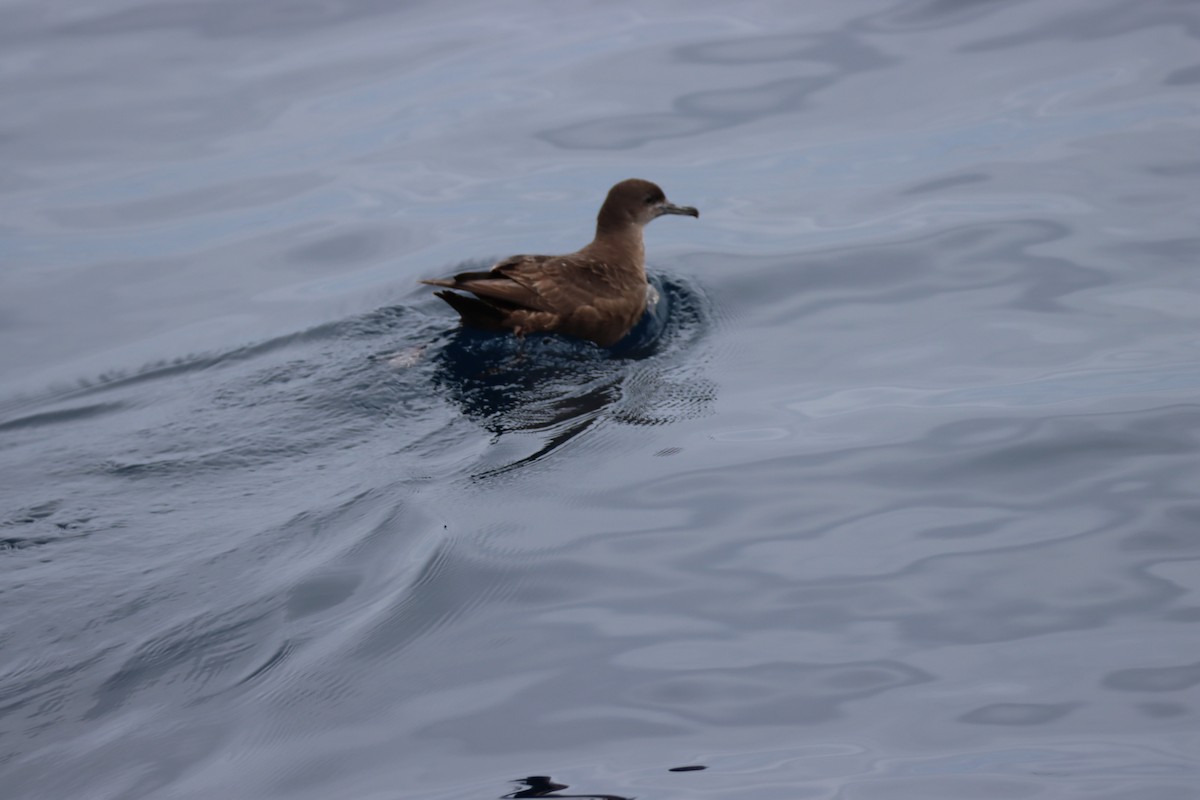 Pink-footed Shearwater - Butch Carter