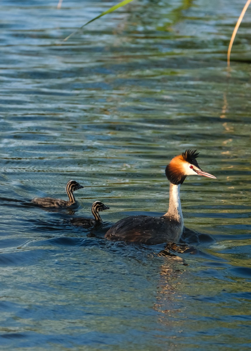 Great Crested Grebe - Emil Birsan