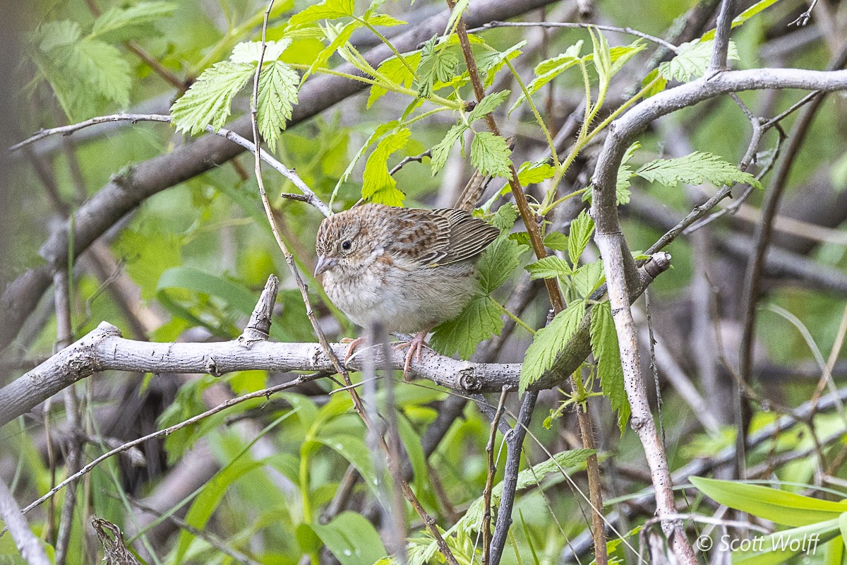 Cassin's Sparrow - Scott Wolff