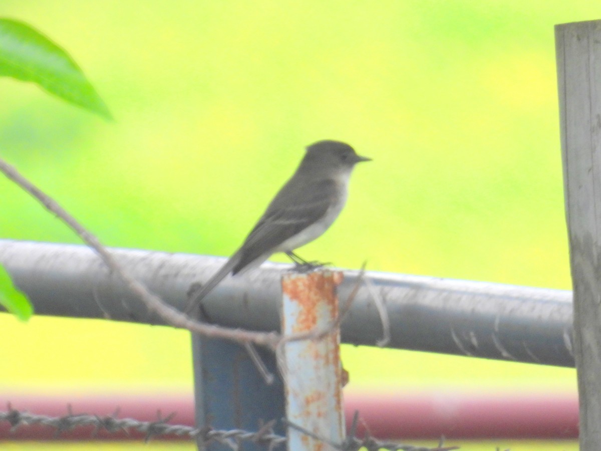 Eastern Wood-Pewee - bob butler