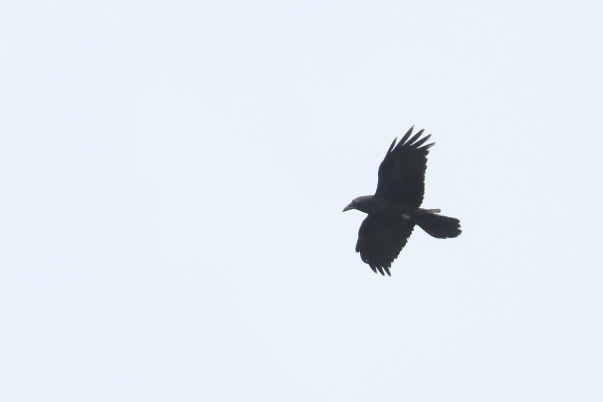 Common Raven - ML619408369