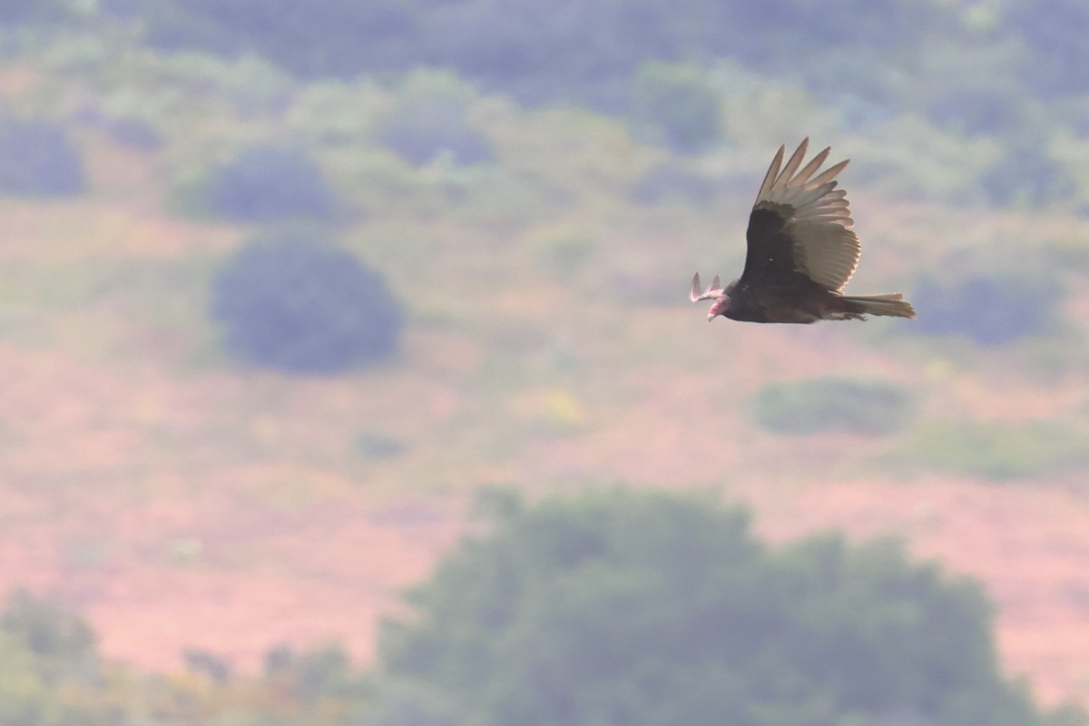 Turkey Vulture - Tom Fangrow