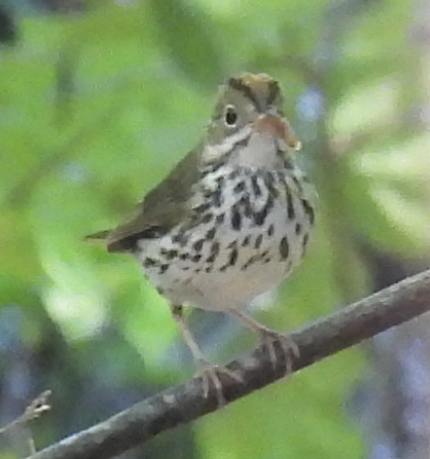 Ovenbird - ML619408385