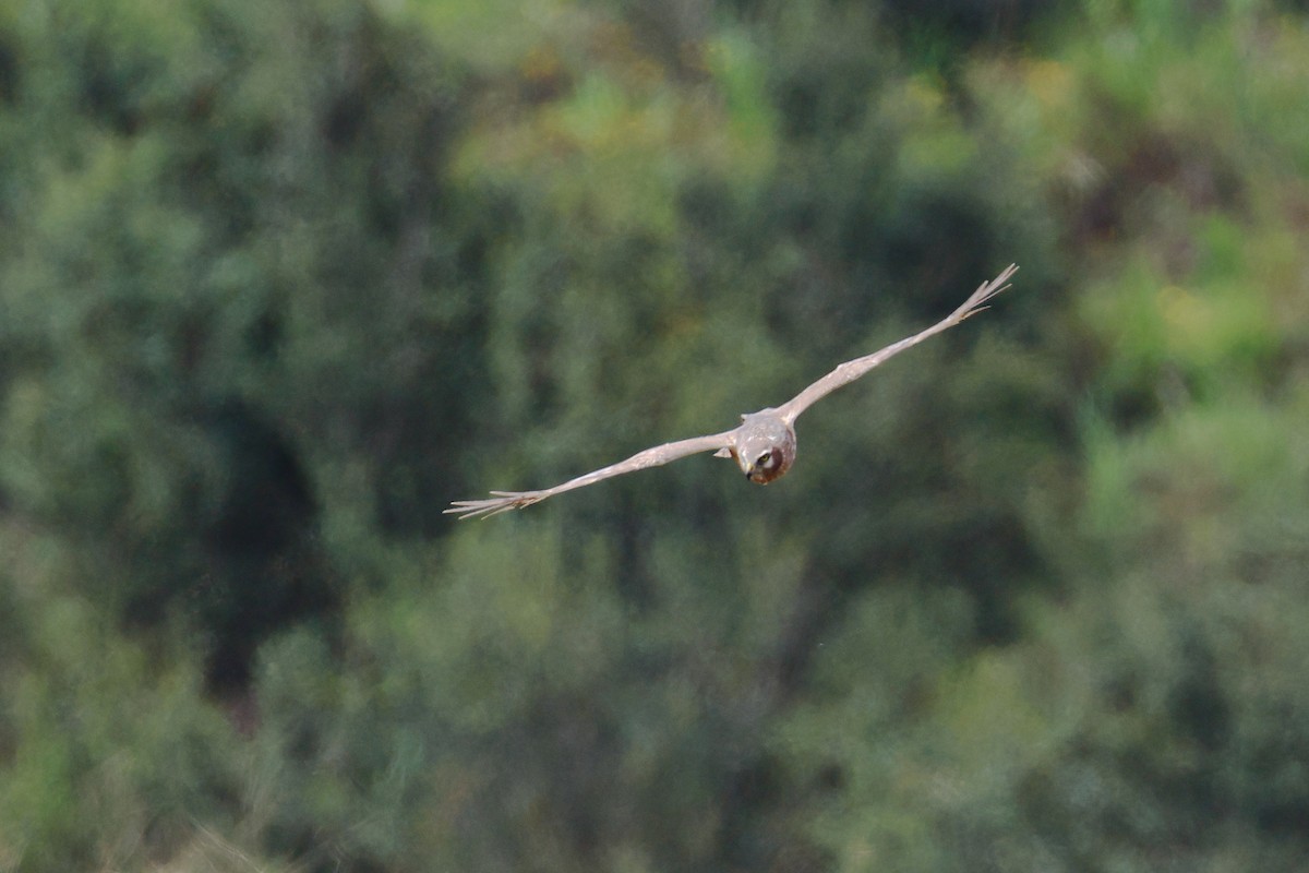 Northern Harrier - Tom Fangrow